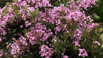 Raphiolepis indica - زالزالک هندی (رافیولپیس)